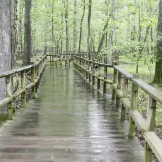 This Tennessee Nature Center Hides A Boardwalk That Winds Through A Cypress Swamp To The Wolf River