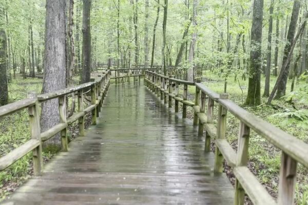 This Tennessee Nature Center Hides A Boardwalk That Winds Through A Cypress Swamp To The Wolf River