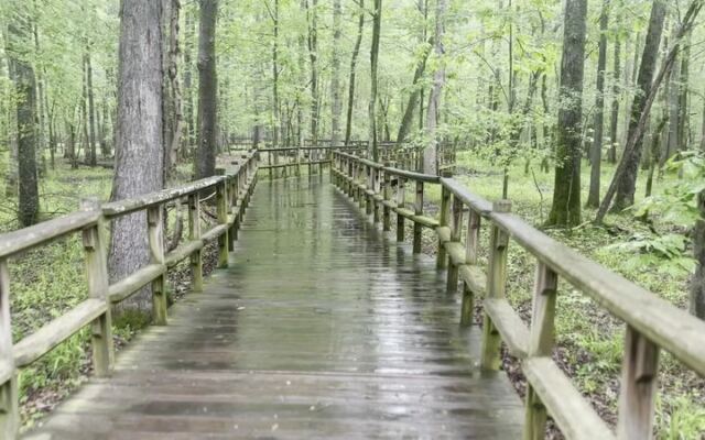 This Tennessee Nature Center Hides A Boardwalk That Winds Through A Cypress Swamp To The Wolf River