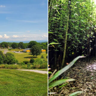 This Hidden Knoxville Botanical Garden Tucks a Bamboo Forest and Secret Garden Into 47 Free Urban Acres