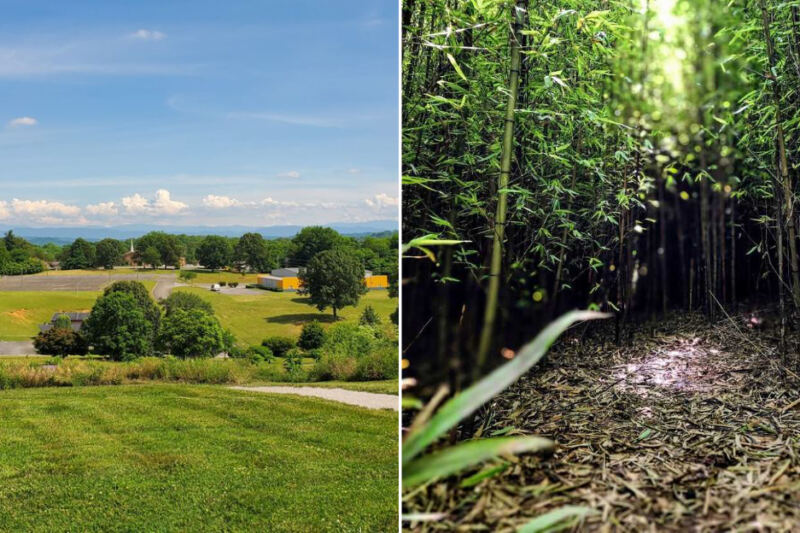 This Hidden Knoxville Botanical Garden Tucks a Bamboo Forest and Secret Garden Into 47 Free Urban Acres