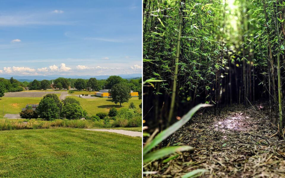 This Hidden Knoxville Botanical Garden Tucks a Bamboo Forest and Secret Garden Into 47 Free Urban Acres