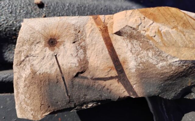 Four Oregon Spots Where You Pick Up Agates, Thundereggs, and Fossils With Your Own Hands