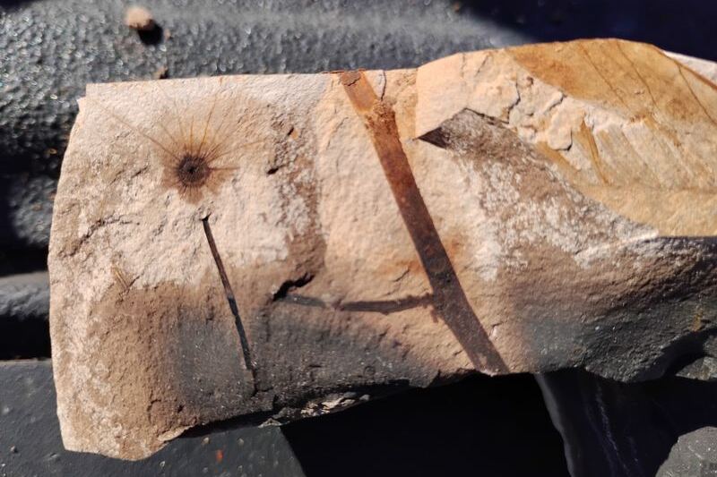 Four Oregon Spots Where You Pick Up Agates, Thundereggs, and Fossils With Your Own Hands
