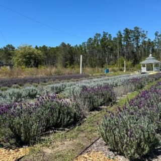 8 Florida Lavender and Sunflower Farms That Make a Slow Country Drive Worth Every Mile