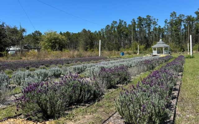 8 Florida Lavender and Sunflower Farms That Make a Slow Country Drive Worth Every Mile