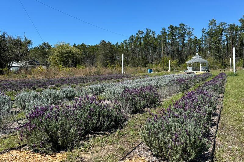 8 Florida Lavender and Sunflower Farms That Make a Slow Country Drive Worth Every Mile