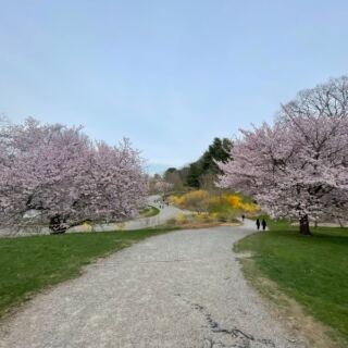 This Free Harvard Tree Museum Hides Winding Paths And A Whole Collection Of Blossoms Right Inside Boston