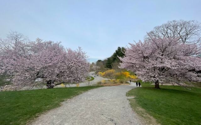 This Free Harvard Tree Museum Hides Winding Paths And A Whole Collection Of Blossoms Right Inside Boston
