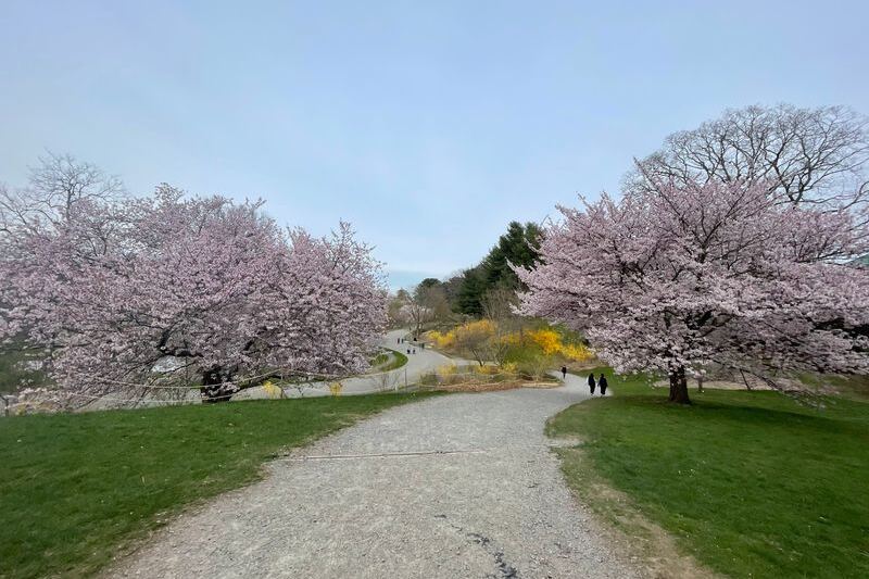 This Free Harvard Tree Museum Hides Winding Paths And A Whole Collection Of Blossoms Right Inside Boston