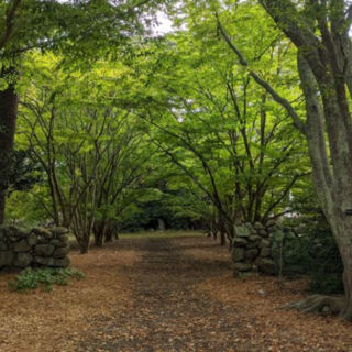 This Under-the-Radar Massachusetts Arboretum Hides 60 Acres of Rare Trees and Quiet Woodland Trails for Just $5