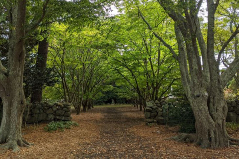 This Under-the-Radar Massachusetts Arboretum Hides 60 Acres of Rare Trees and Quiet Woodland Trails for Just $5