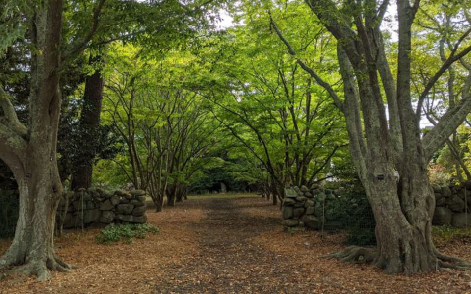 This Under-the-Radar Massachusetts Arboretum Hides 60 Acres of Rare Trees and Quiet Woodland Trails for Just $5