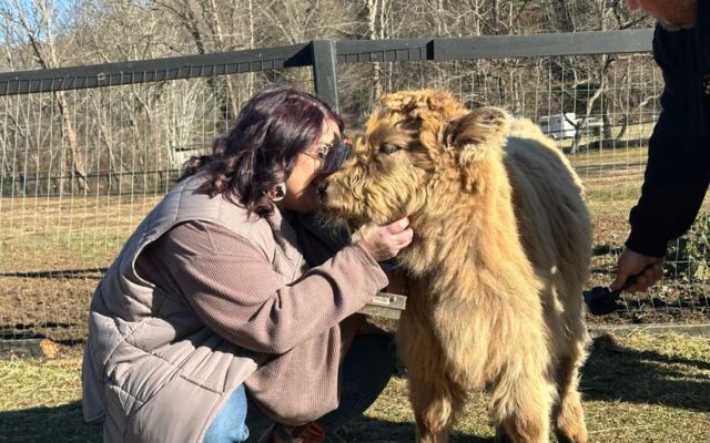 At This North Carolina Farm You Can Brush a Fluffy Highland Cow While Emus and Alpacas Crowd In