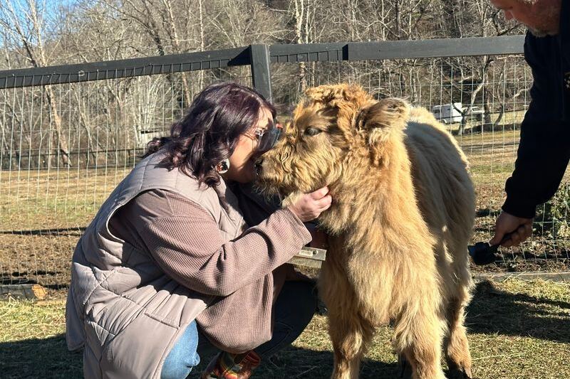 At This North Carolina Farm You Can Brush a Fluffy Highland Cow While Emus and Alpacas Crowd In