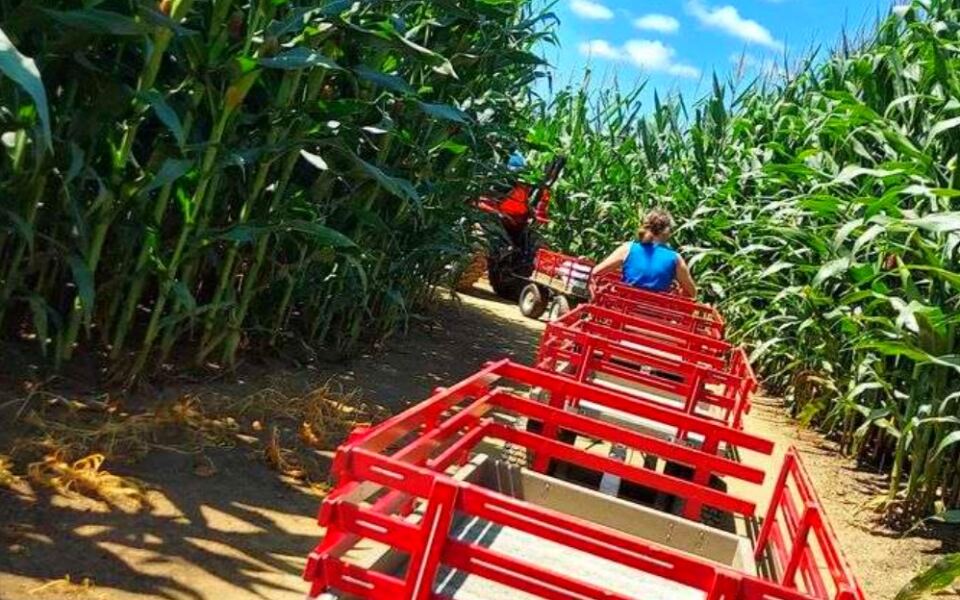 This Lancaster County Farm Has Giant Corn Mazes, Barnyard Animals, and Family Fun All Season Long