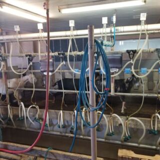 Watch Cheese Get Made, Then Taste It Fresh at Crow’s Dairy in Buckeye, Arizona