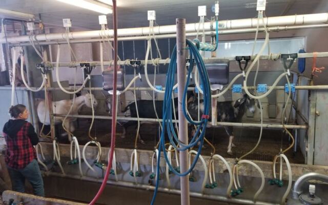 Watch Cheese Get Made, Then Taste It Fresh at Crow’s Dairy in Buckeye, Arizona