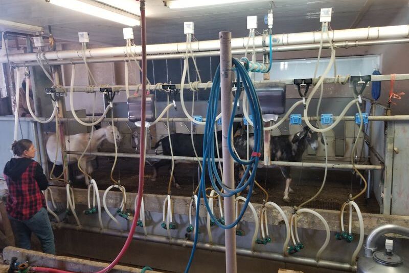 Watch Cheese Get Made, Then Taste It Fresh at Crow’s Dairy in Buckeye, Arizona