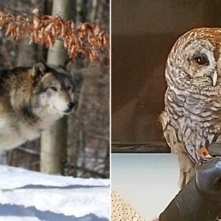 10 New Jersey Animal Rescues Where Owls, Wolfs, Foxes, And Farm Animals Feel Shockingly Close