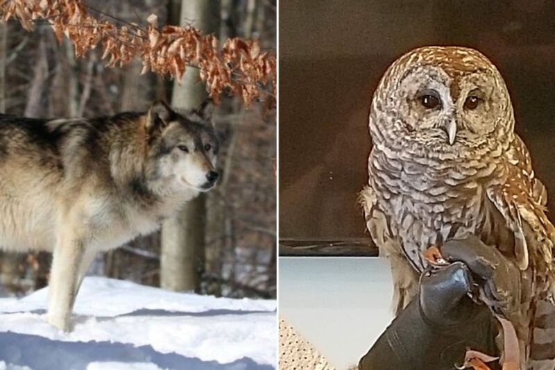 10 New Jersey Animal Rescues Where Owls, Wolfs, Foxes, And Farm Animals Feel Shockingly Close