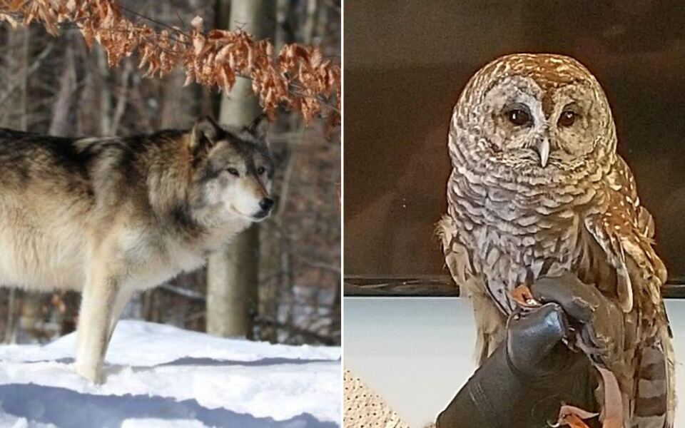 10 New Jersey Animal Rescues Where Owls, Wolfs, Foxes, And Farm Animals Feel Shockingly Close