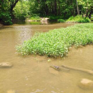 This Metro Park in Galloway, Ohio Lets You Watch Bison Roam a Prairie You’d Swear Was Out West
