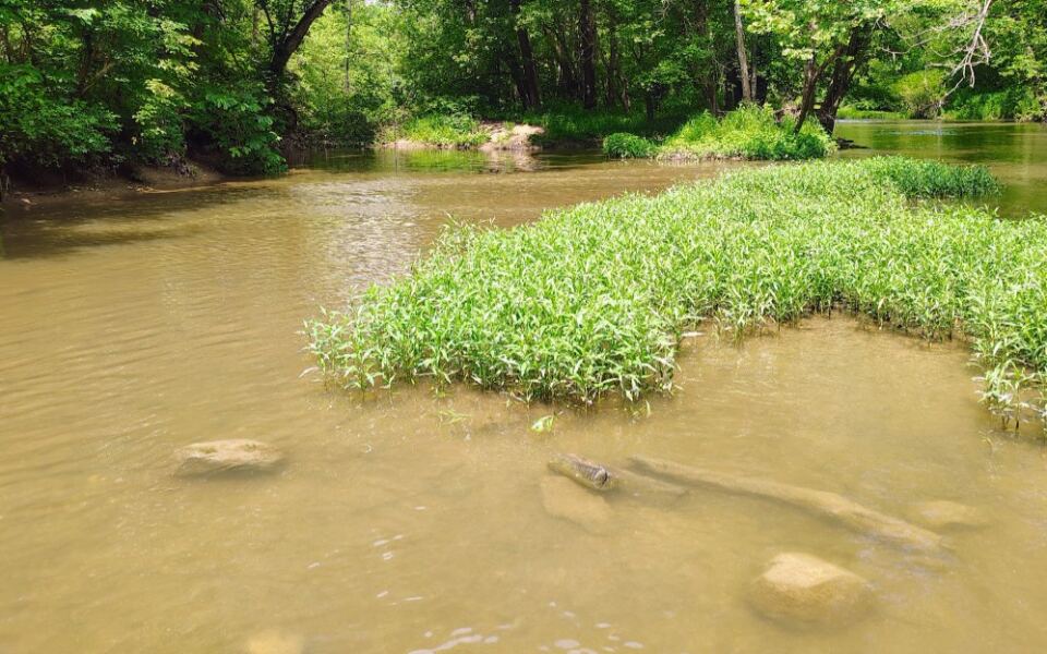 This Metro Park in Galloway, Ohio Lets You Watch Bison Roam a Prairie You’d Swear Was Out West