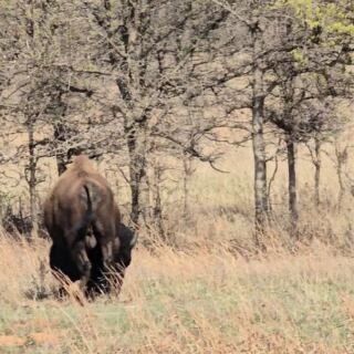 Near Indiahoma, Oklahoma, a Herd of Wild Buffalo Roams the Wichita Mountains Wildlife Refuge You Can Drive Straight Through