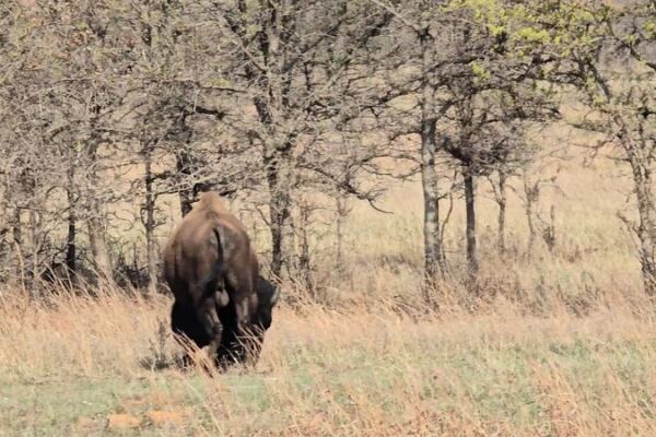 Near Indiahoma, Oklahoma, a Herd of Wild Buffalo Roams the Wichita Mountains Wildlife Refuge You Can Drive Straight Through