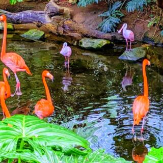 This Pittsburgh Attraction Has More Than 500 Birds From Around the World
