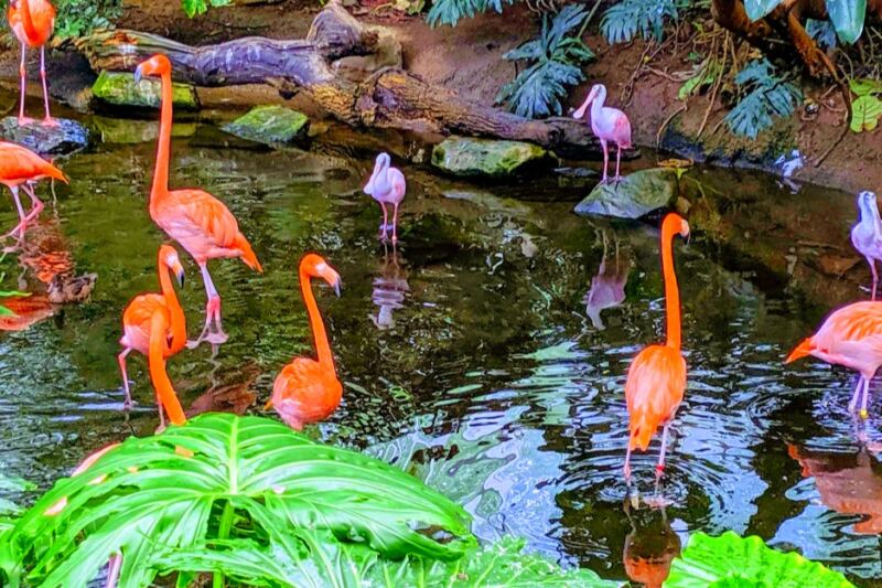 This Pittsburgh Attraction Has More Than 500 Birds From Around the World