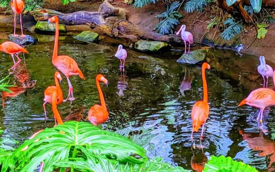 This Pittsburgh Attraction Has More Than 500 Birds From Around the World