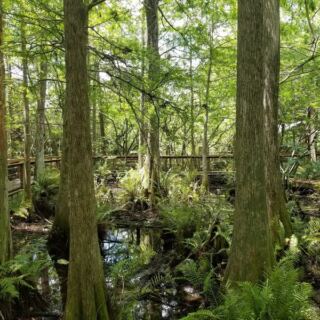 This Florida Wildlife Sanctuary Rehabs Over 4,500 Injured Animals a Year and Lets You Visit for Free