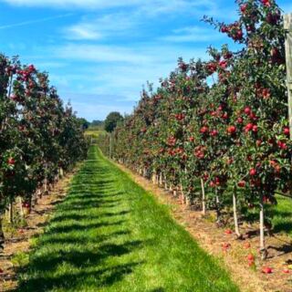 13 Pennsylvania Apple Orchards Perfect for a Fall Weekend