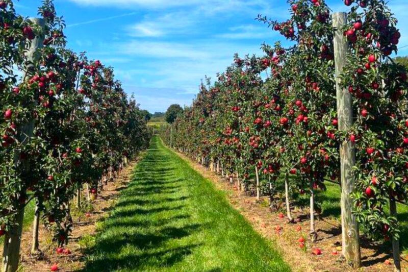 13 Pennsylvania Apple Orchards Perfect for a Fall Weekend