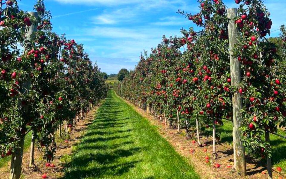 13 Pennsylvania Apple Orchards Perfect for a Fall Weekend