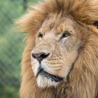 Hardly Anyone Knows North Carolina Hides a Sanctuary Where Rescued Lions and Wolves Live Under the Trees