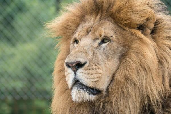 Hardly Anyone Knows North Carolina Hides a Sanctuary Where Rescued Lions and Wolves Live Under the Trees
