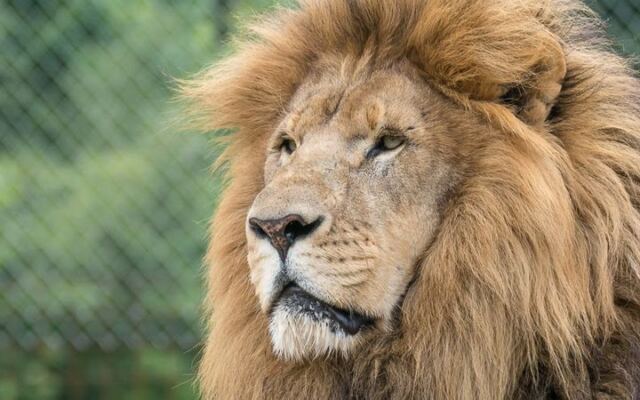 Hardly Anyone Knows North Carolina Hides a Sanctuary Where Rescued Lions and Wolves Live Under the Trees