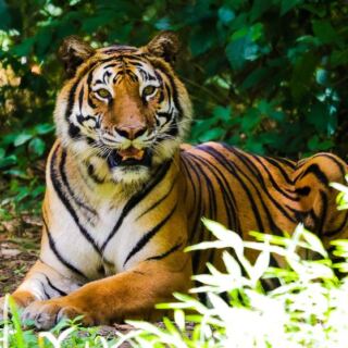 This North Carolina Rescue Lets You Walk Among Roaring Tigers and Lions on a Day Trip Worth Taking