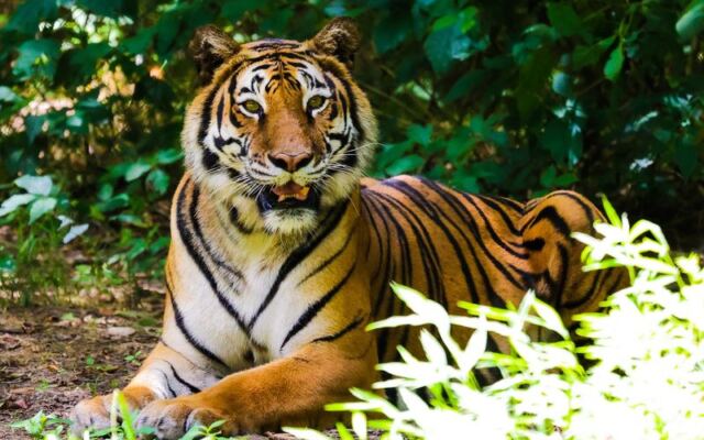 This North Carolina Rescue Lets You Walk Among Roaring Tigers and Lions on a Day Trip Worth Taking