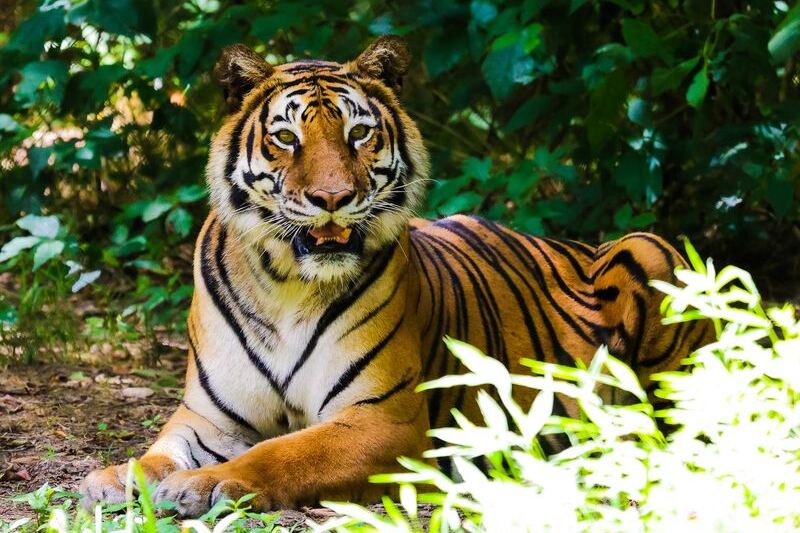 This North Carolina Rescue Lets You Walk Among Roaring Tigers and Lions on a Day Trip Worth Taking