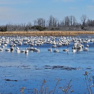 Thousands of Tundra Swans Are Heading Back to This Quiet North Carolina Refuge This Winter
