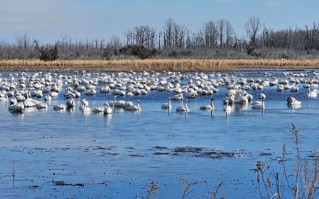 Thousands of Tundra Swans Are Heading Back to This Quiet North Carolina Refuge This Winter