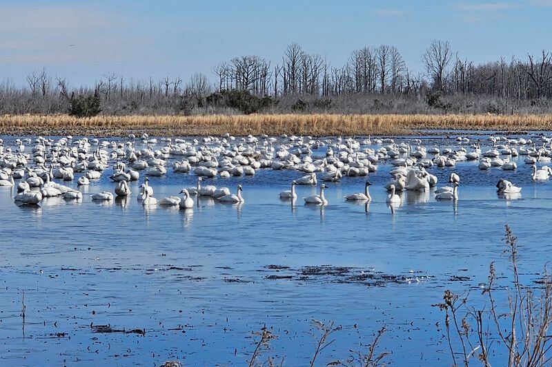 Thousands of Tundra Swans Are Heading Back to This Quiet North Carolina Refuge This Winter