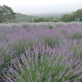 This Oklahoma Lavender Farm Near Mounds Turns 40 Acres of Prairie Into a Purple French Escape