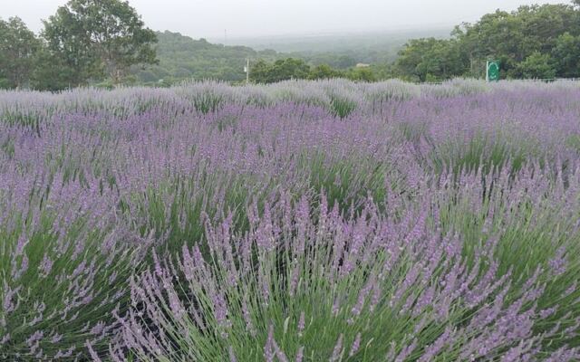 This Oklahoma Lavender Farm Near Mounds Turns 40 Acres of Prairie Into a Purple French Escape