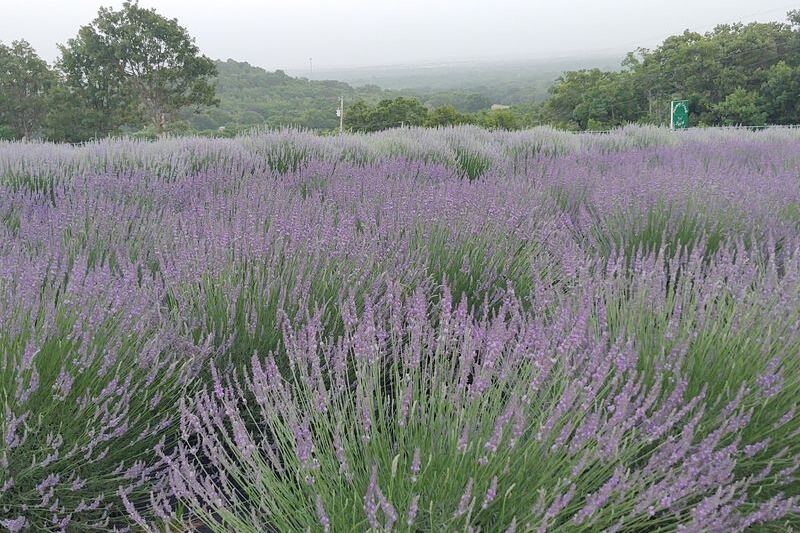 This Oklahoma Lavender Farm Near Mounds Turns 40 Acres of Prairie Into a Purple French Escape