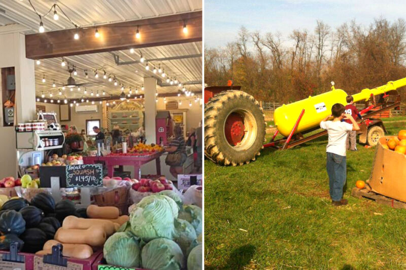 This Pennsylvania Family Farm Has 3 Acres of Flowers, Farm Animals, and a Pumpkin Cannon